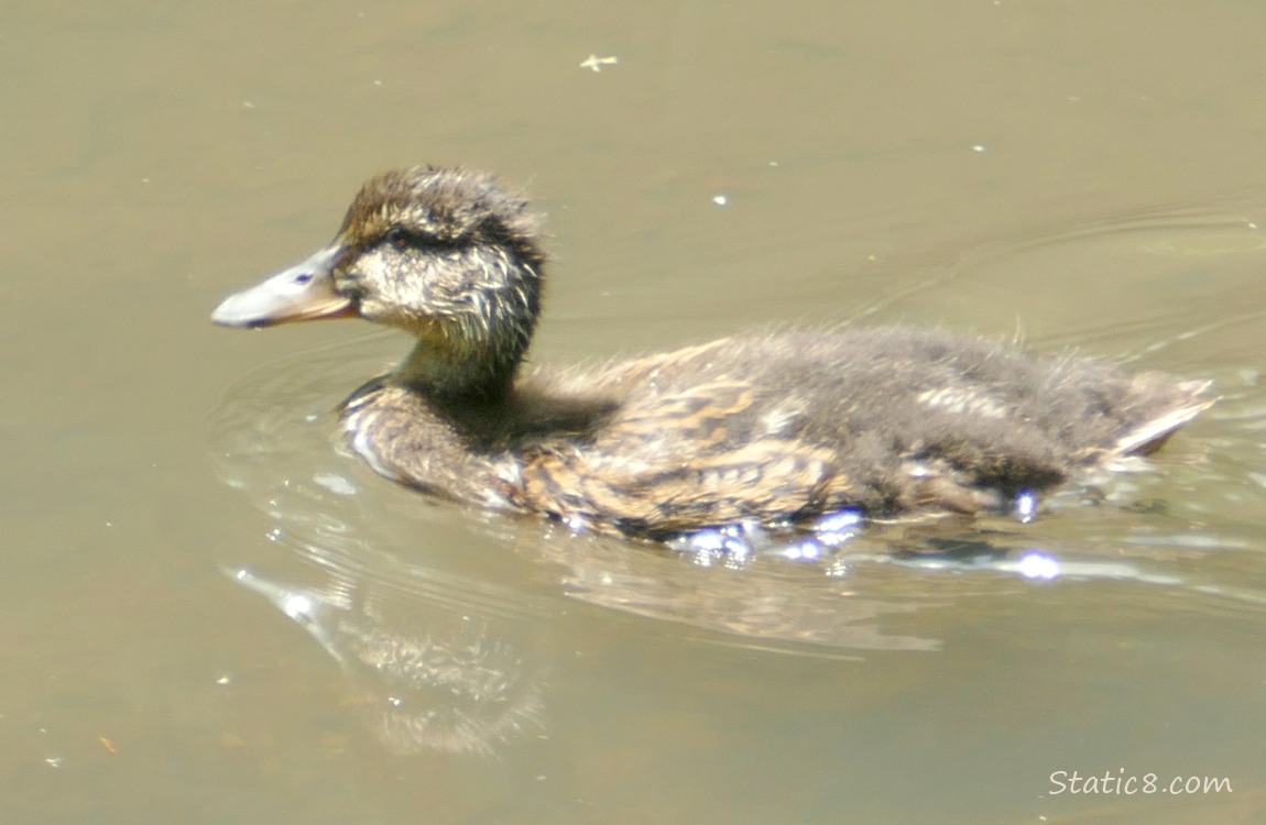 Older duckling paddling on the water
