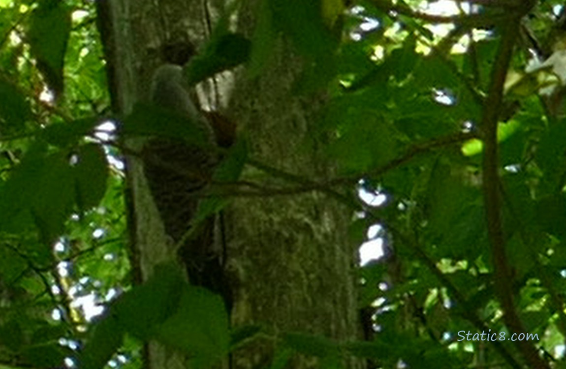 Dark photo of a Flicker parent standing on the tree outside the nest hole