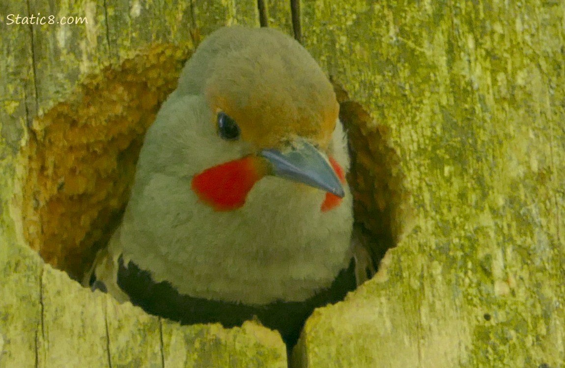 Male Flicker looking out from his nest hole