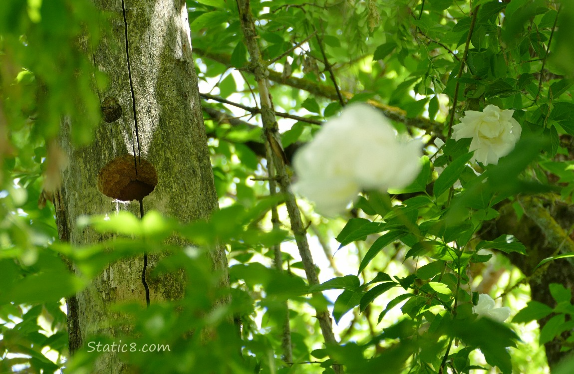 Woodpecker hole in a dead tree trunk