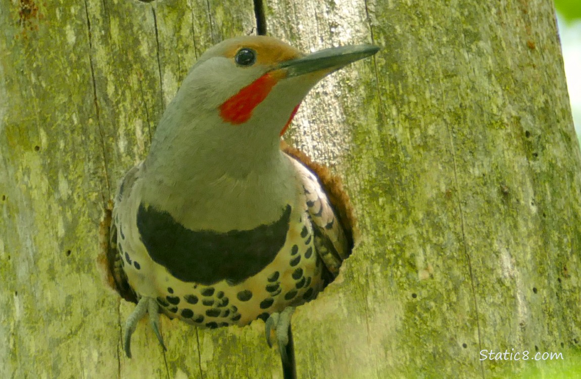 Male Flicker perched on the edge of the nest hole
