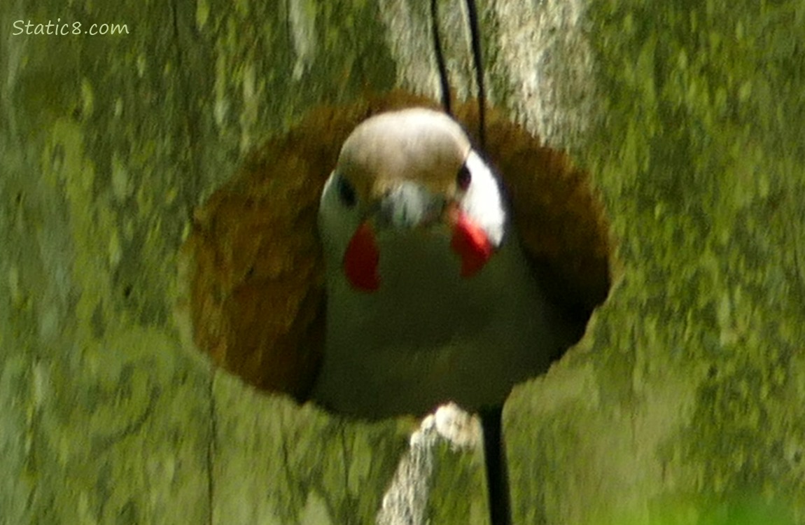 Blurry male Flicker looking out from the nest hole