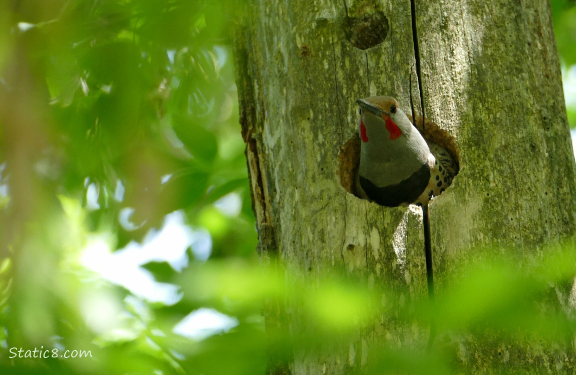 Male Flicker looking out from the nest hole