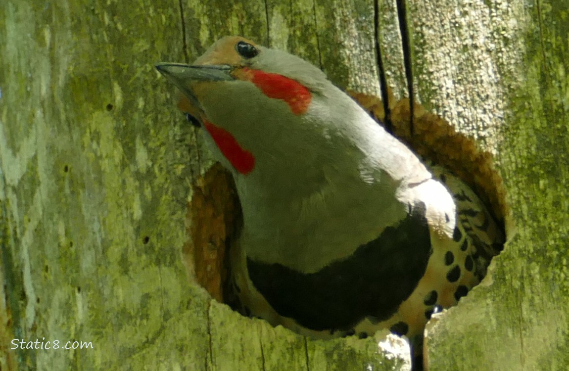 Male Flicker looking out from the nest hole, his head tilted to look up