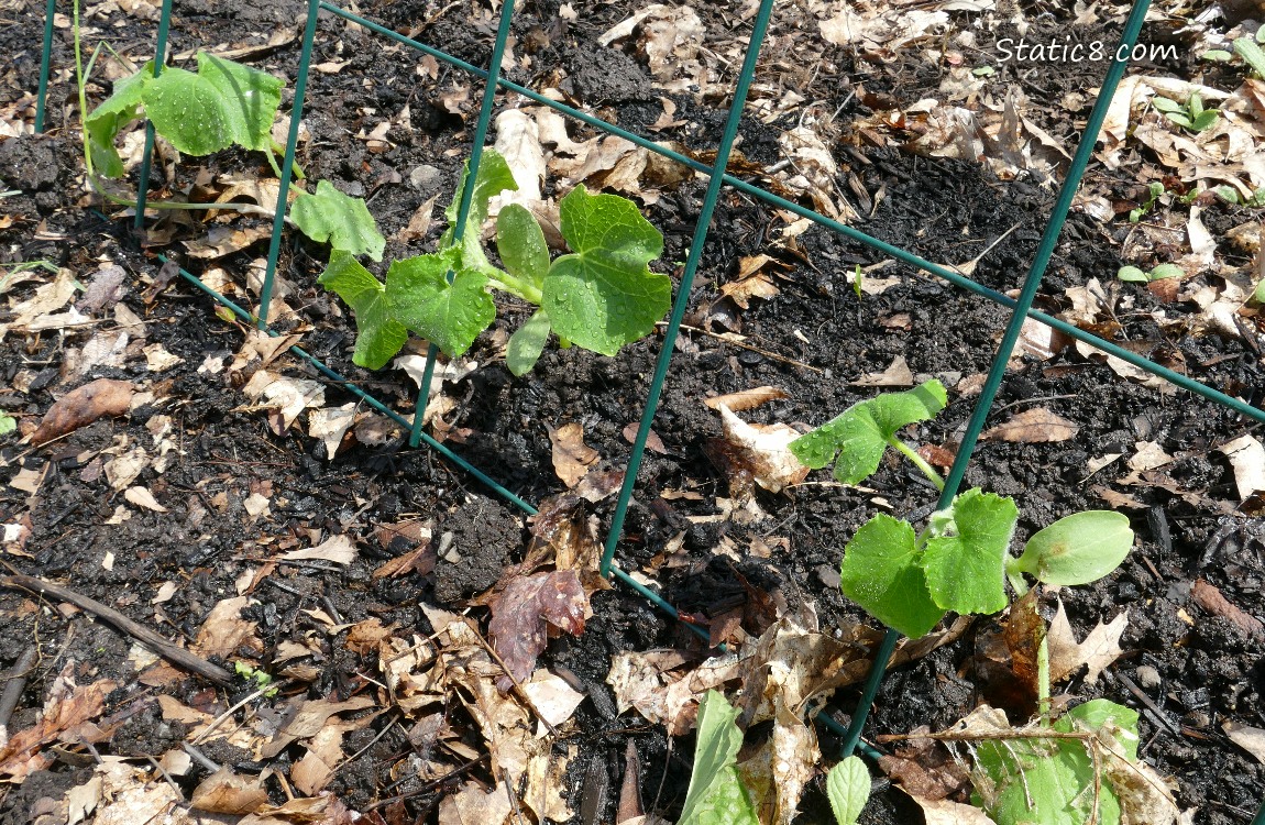 Lemon Cucumber starts on a trellis