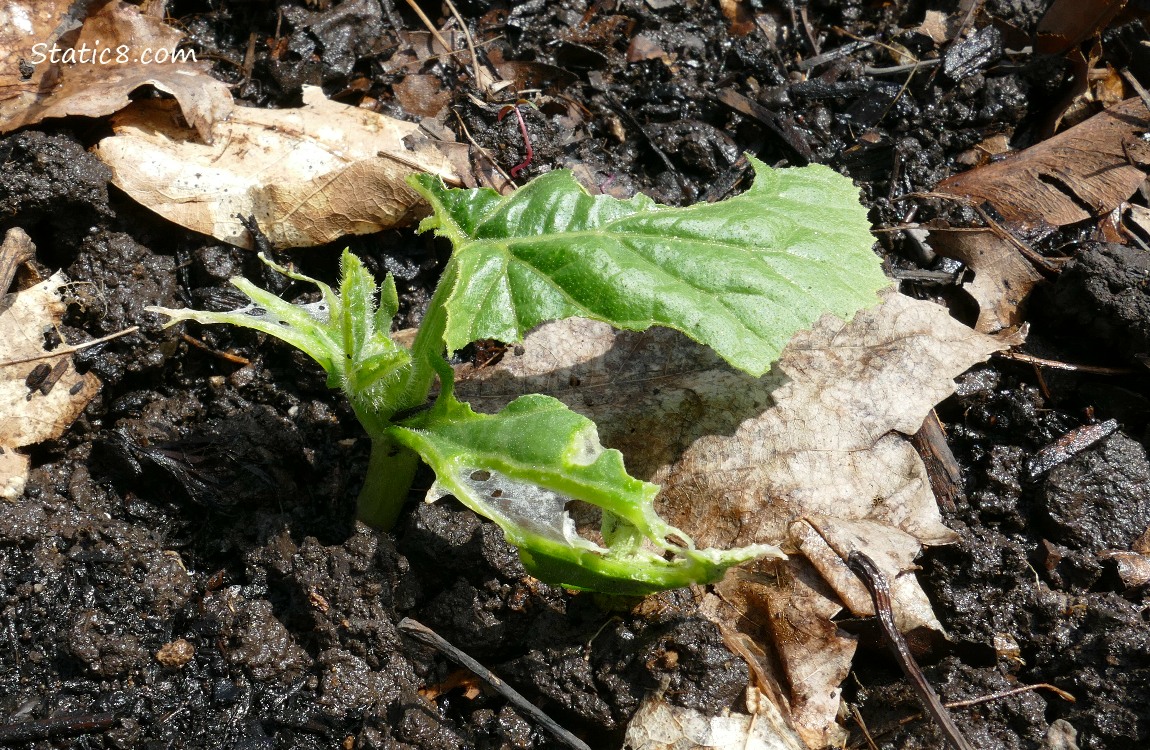 Munched Squash Plant
