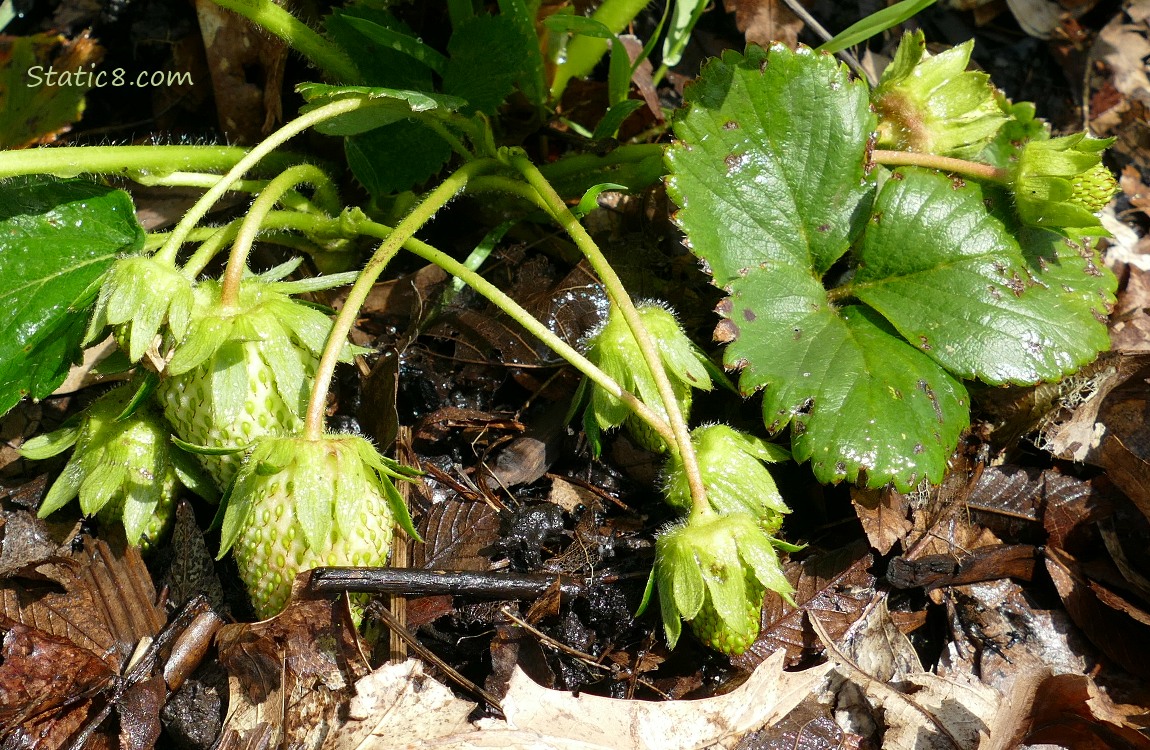Strawberry fruits ripening on the plant