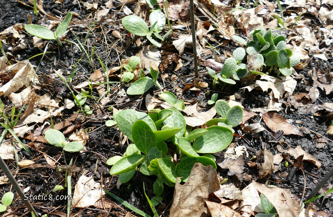Many baby squash plants