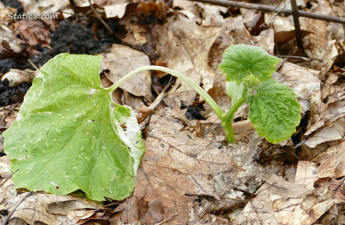 Small cucumber plant growing in the ground