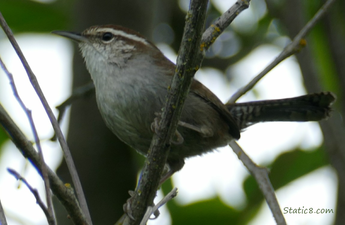 Bewick Wren behind many sticks