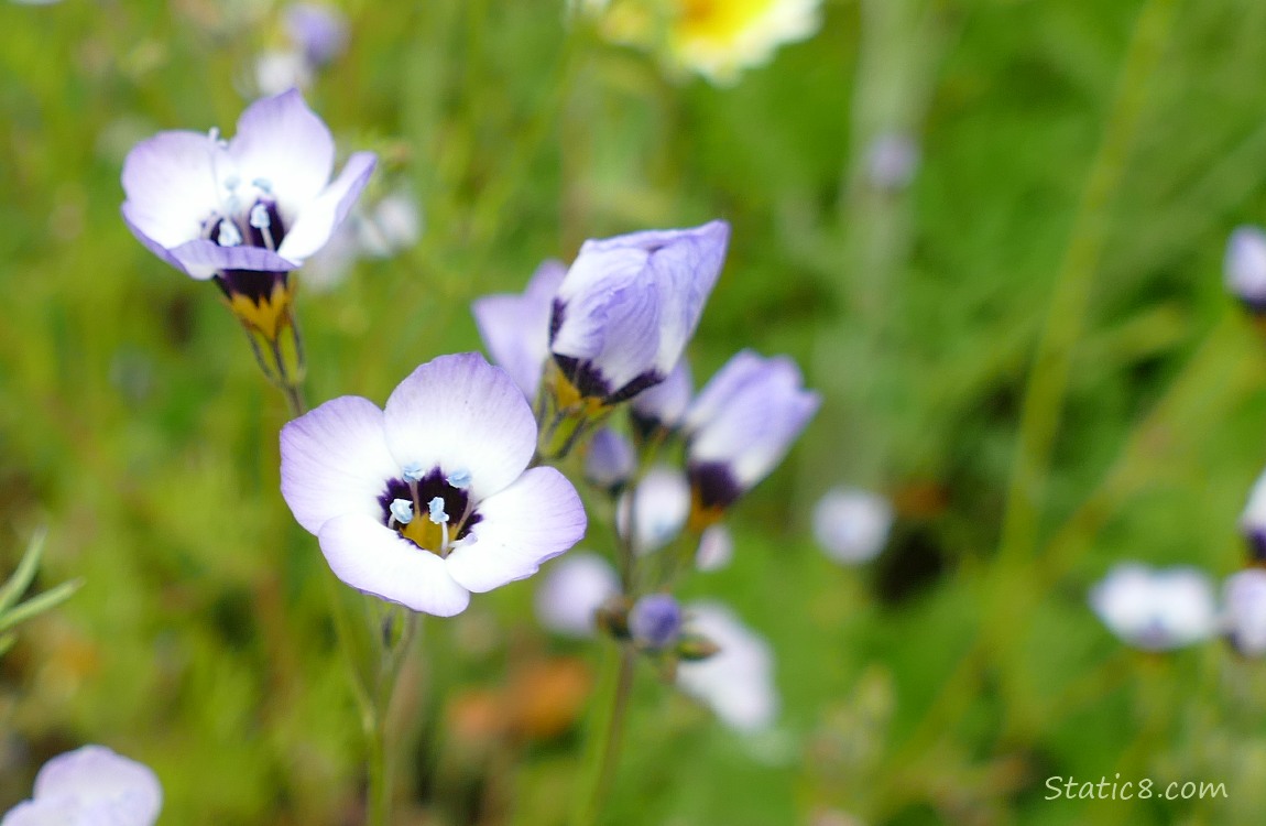 Birds Eye Gilia blooms