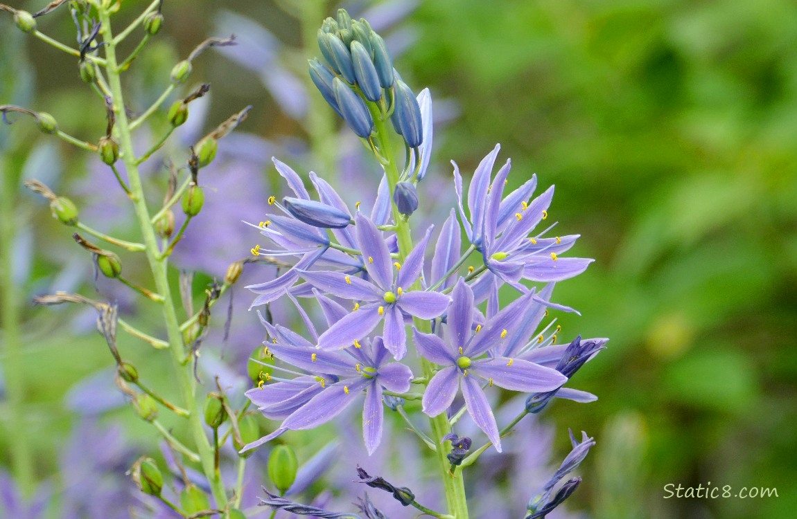 Camas Lily blooms