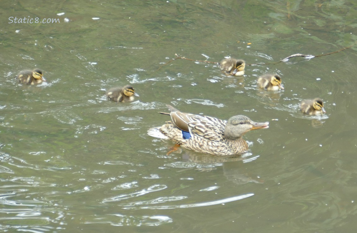 Five ducklings with Mama, paddling on the water