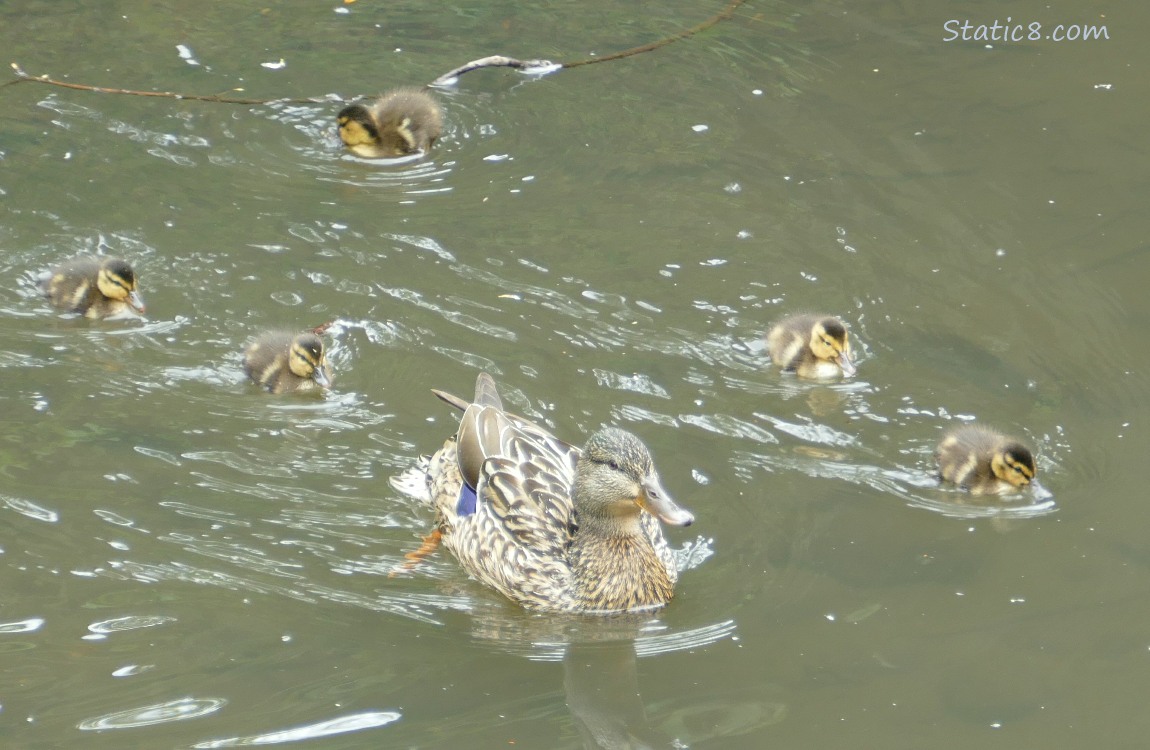 Five ducklings with Mama, paddling on the water