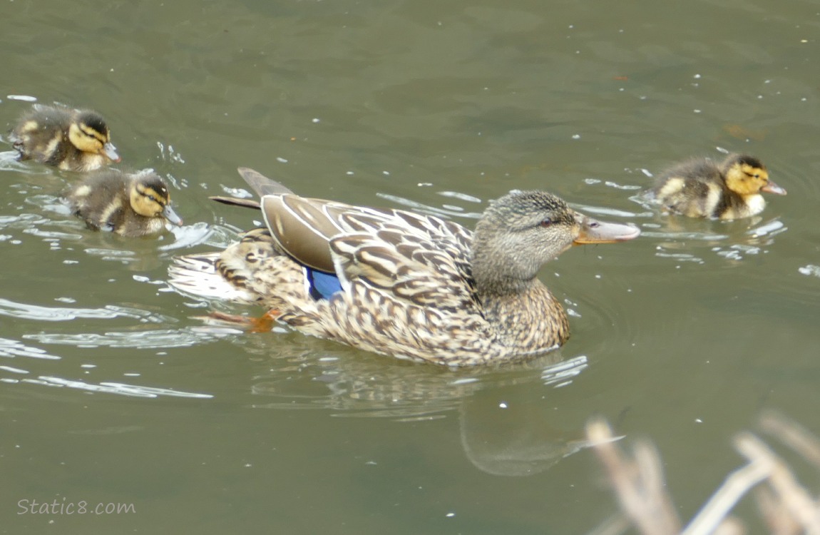 Three ducklings paddling with Mama Mallard