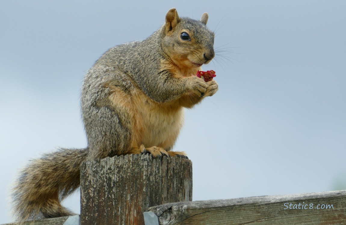 Squirrel standing on a wood fence, eating a strawberry