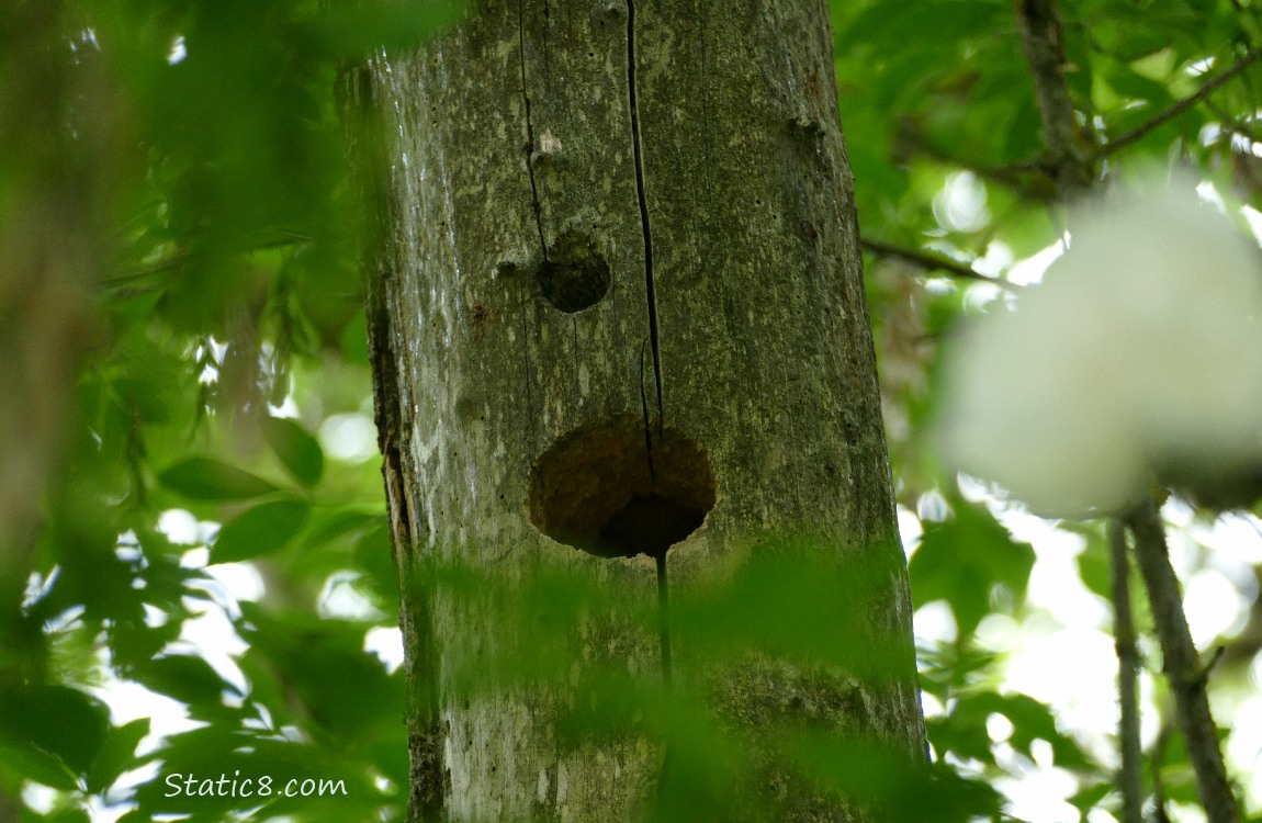 Woodpecker hole in a dead tree trunk