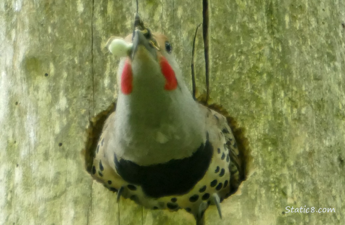 Male Flicker emergiing from the nest hole, with poo sacks in his beak