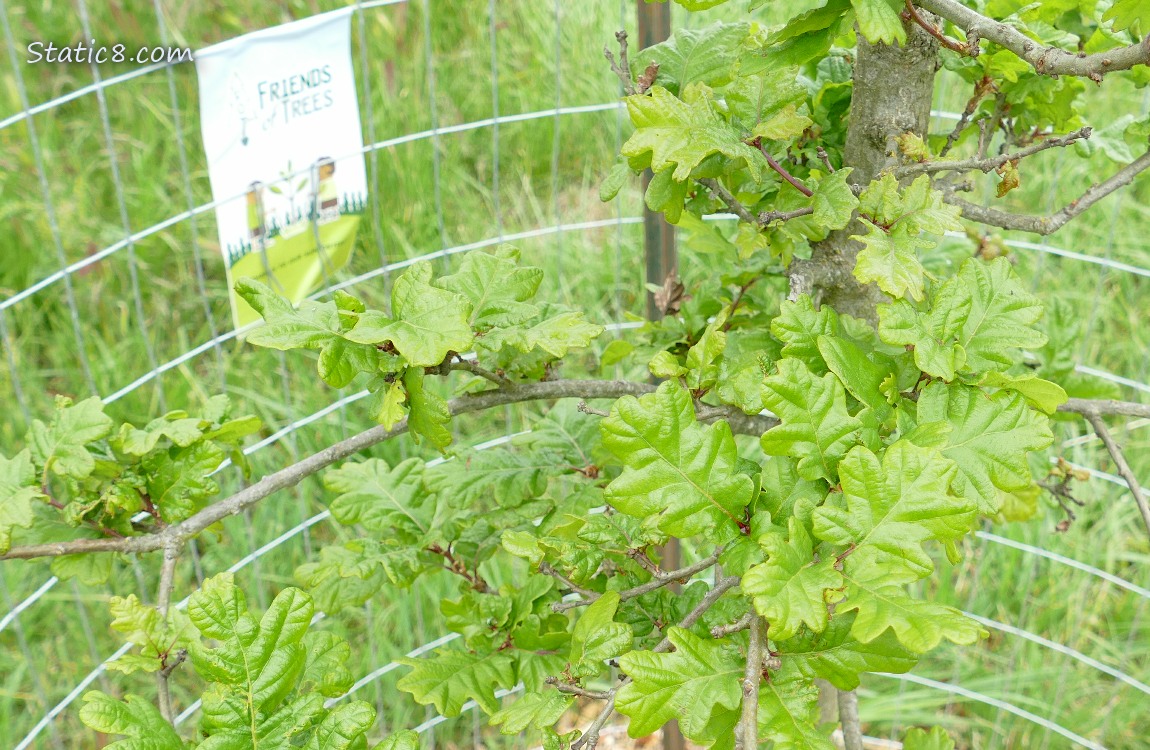 Close up of White Oak sapling
