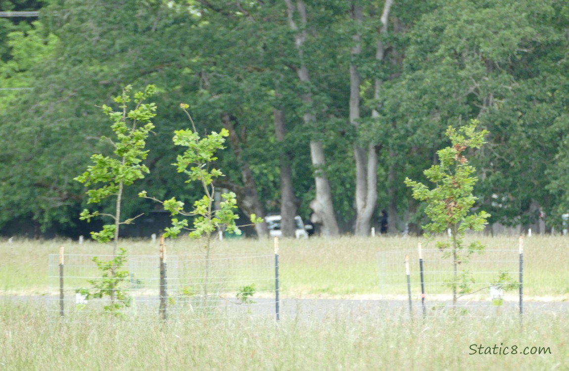 Three Oak saplings in front of grassy area with trees in the background