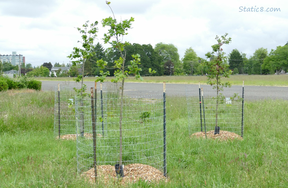 Three Oak saplings in front of grassy area with trees in the background