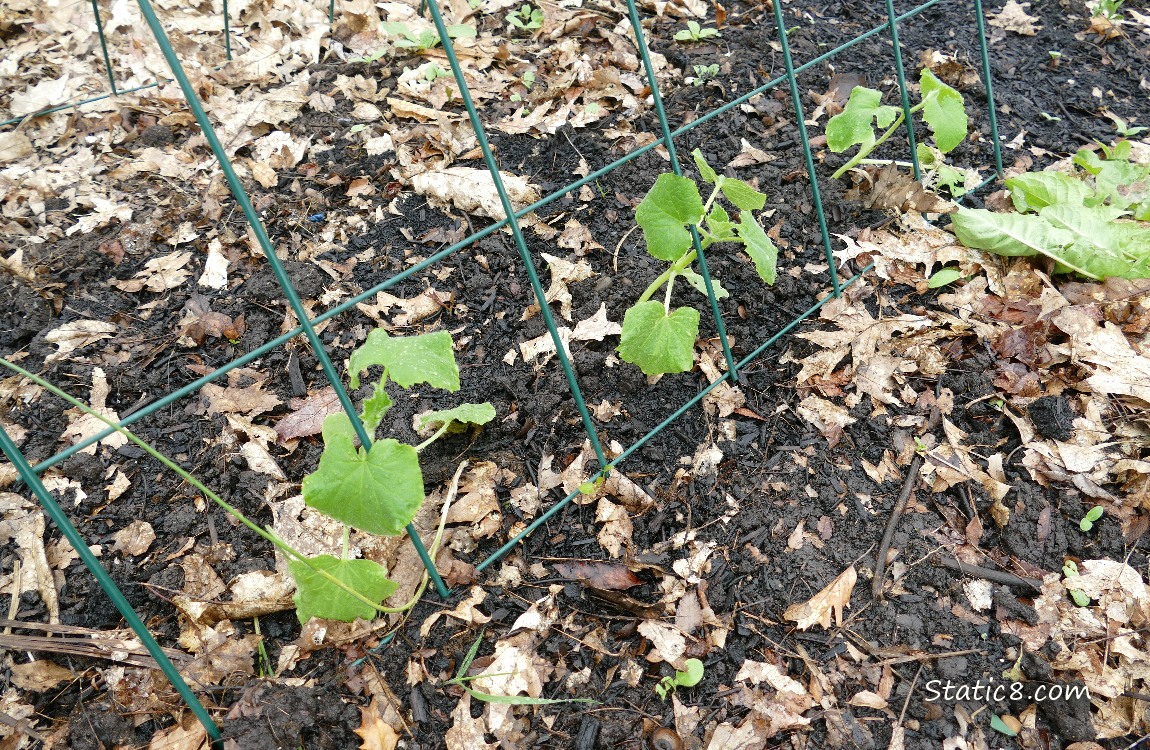 small cucumber plants growing in the ground