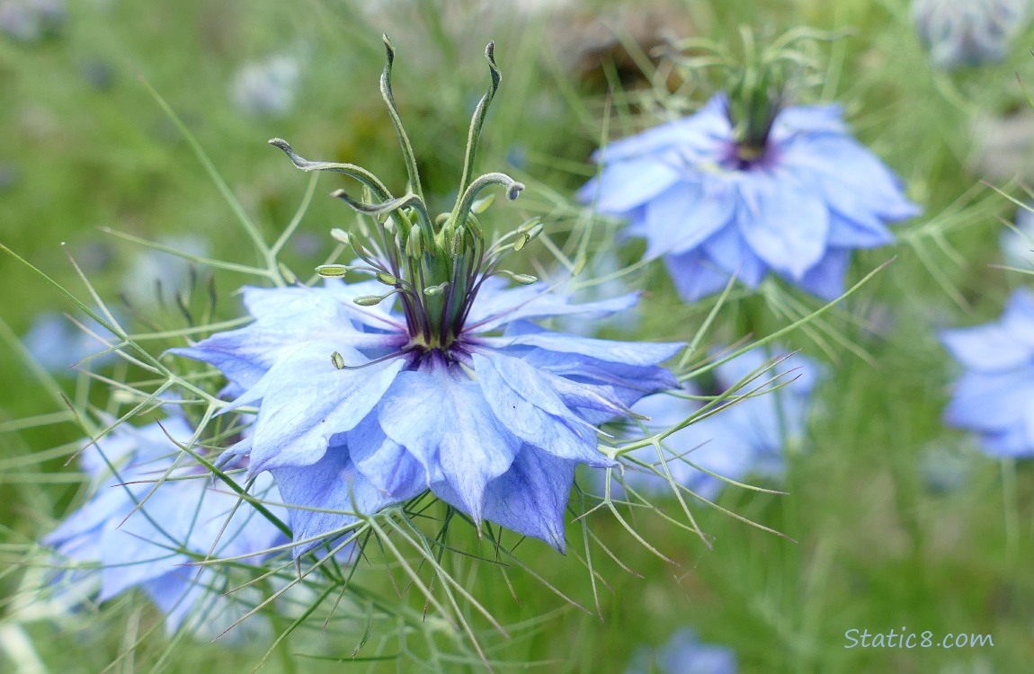 Love in a Mist bloom