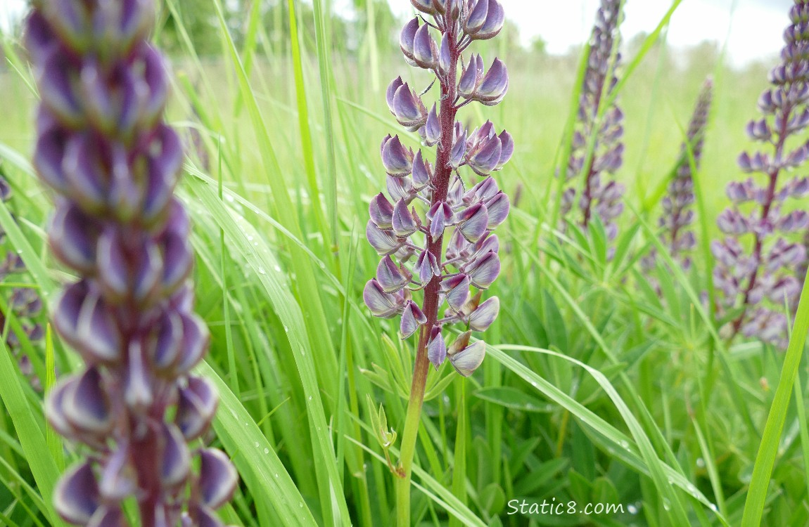 Lupine blooms in the grass