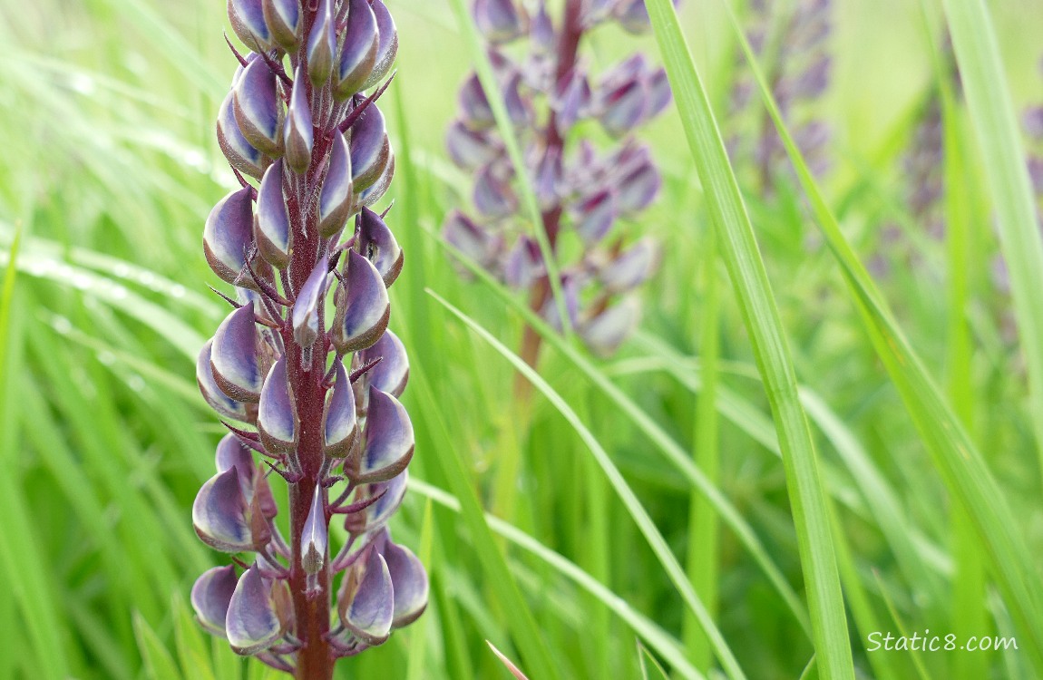 Lupine blooms in the grass