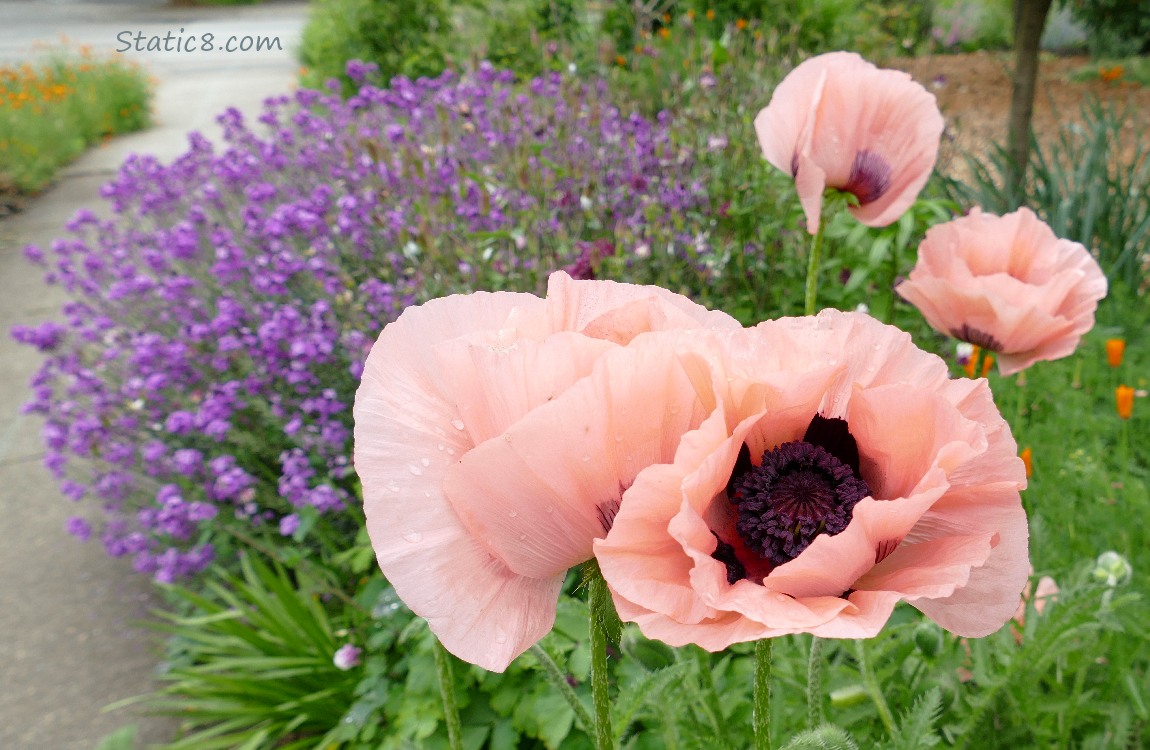 Pink Breadseed Poppy blooms in front of a small bush of purple blooms