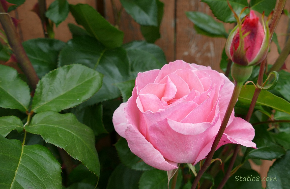 Pink Rose bloom in front of a wood fence