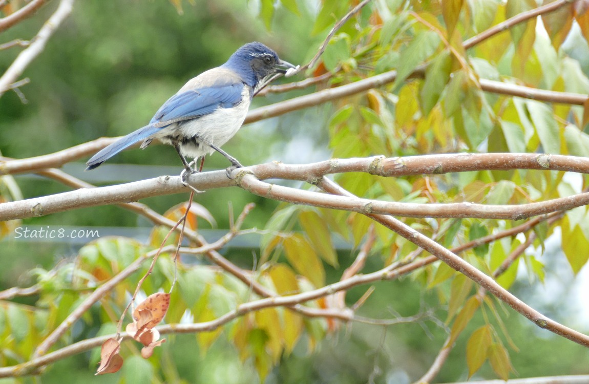 Scrub Jay standing on a branch, holding a long twig in her beak