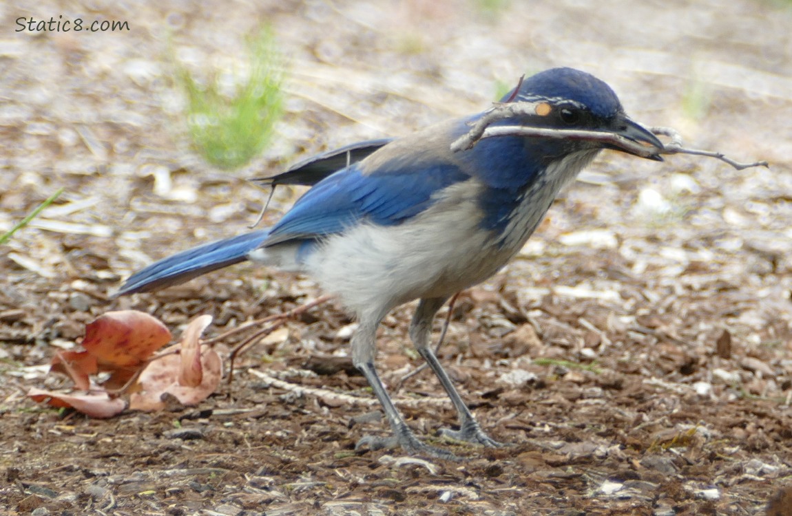 Scrub Jay standing on the ground with a long twig in her beak