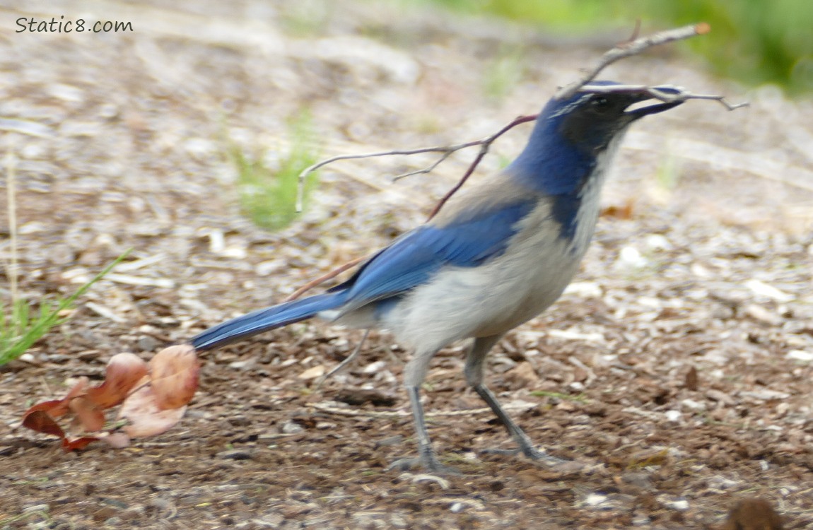 Scrub Jay standing on the ground with a long twig in her beak