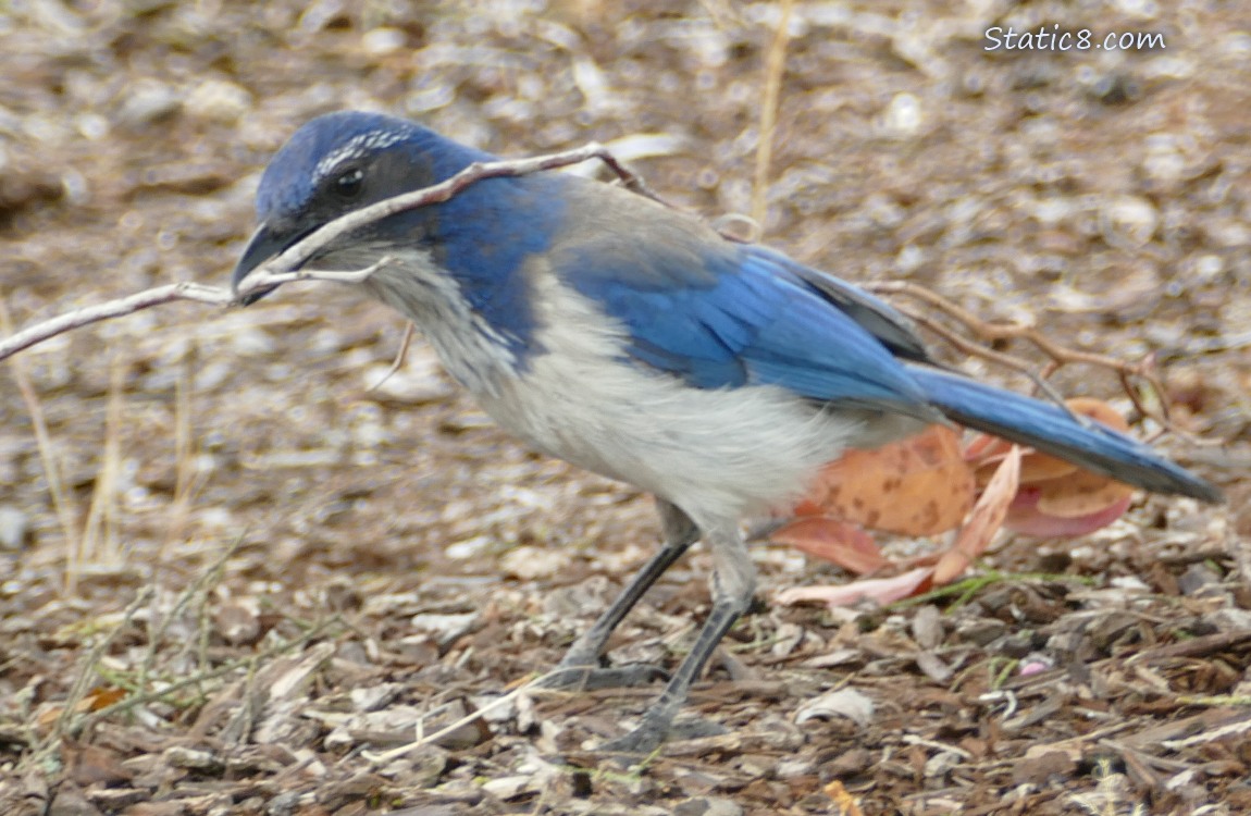 Scrub Jay standing on the ground with a long twig in her beak