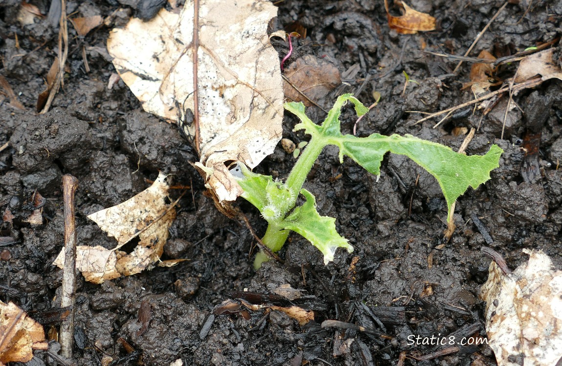 Squash plant eaten down to the stub