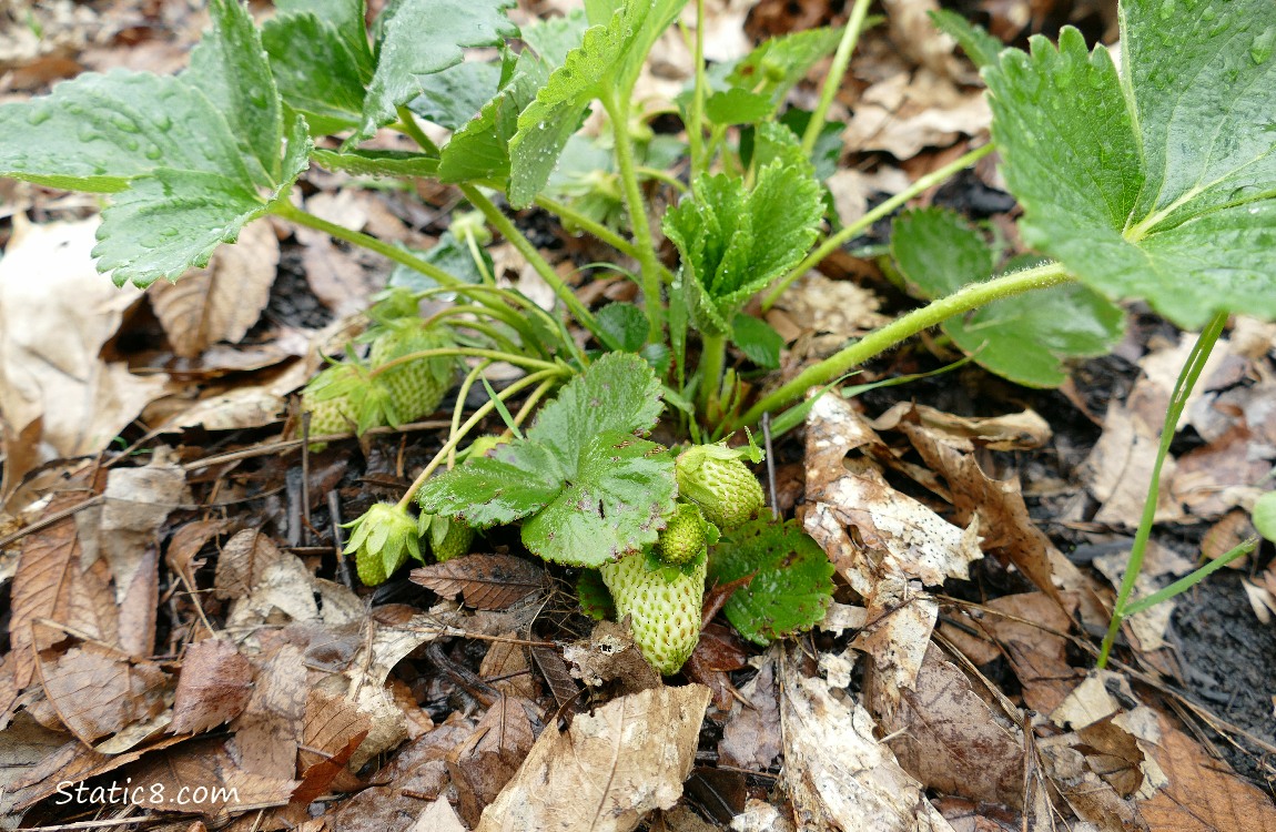 Strawberry plant growing, with several green fruits