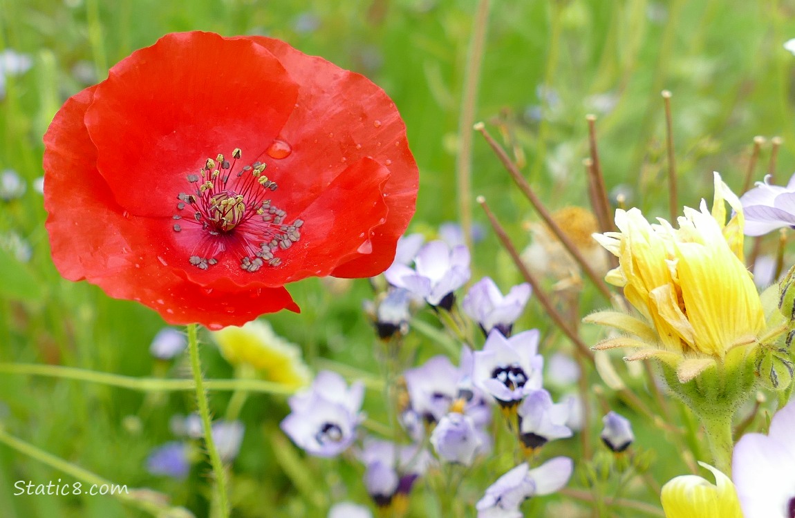 Red Poppy bloom amongst the wildflowers