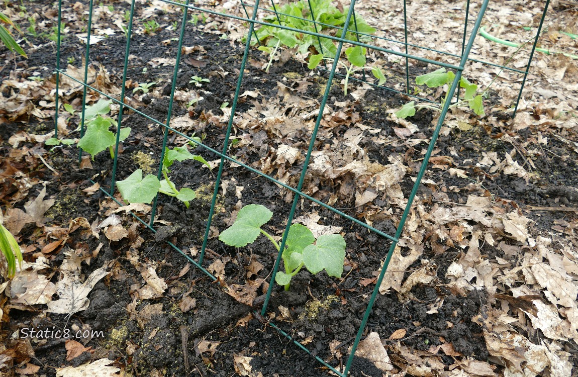 Small cucumber plants under a trellis