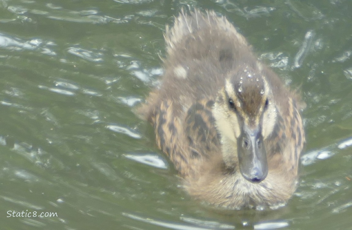 Duckling paddling on the water