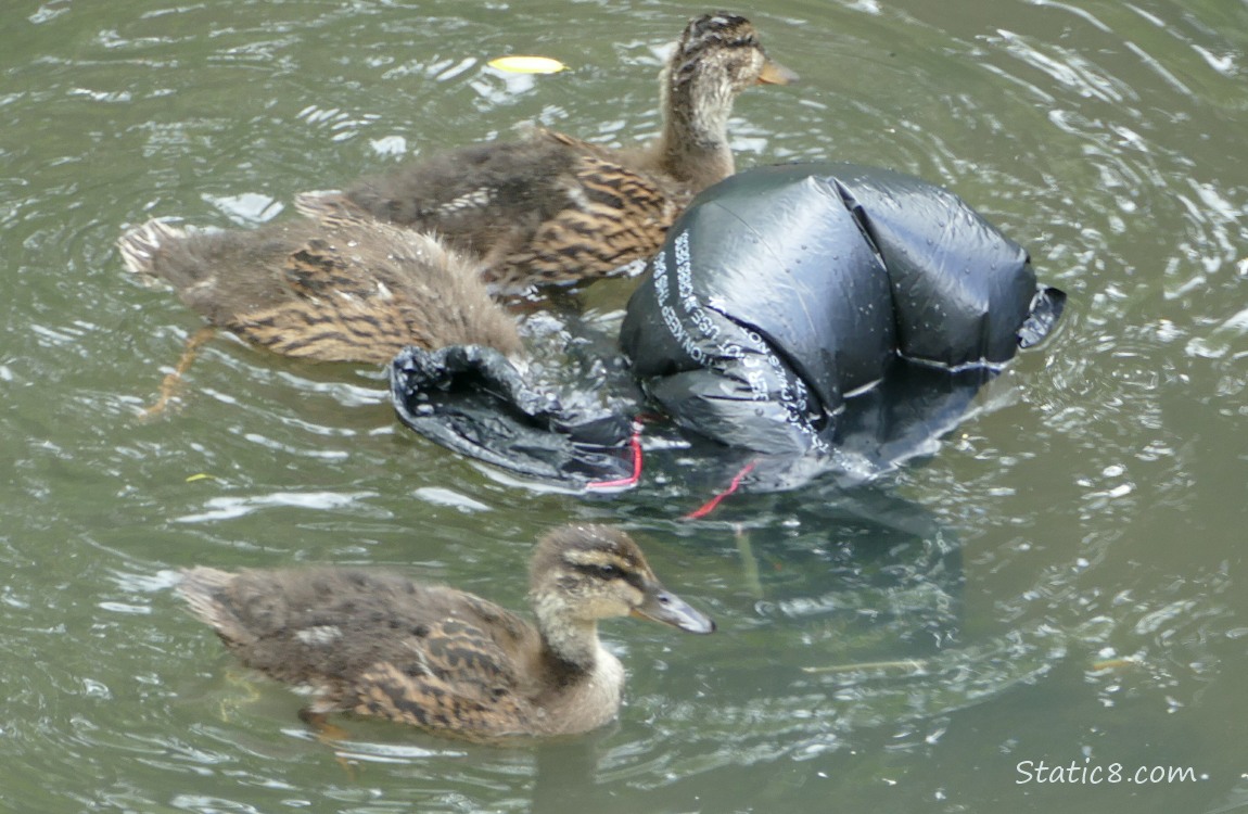 Three ducklings poking at a black trash bag in the water