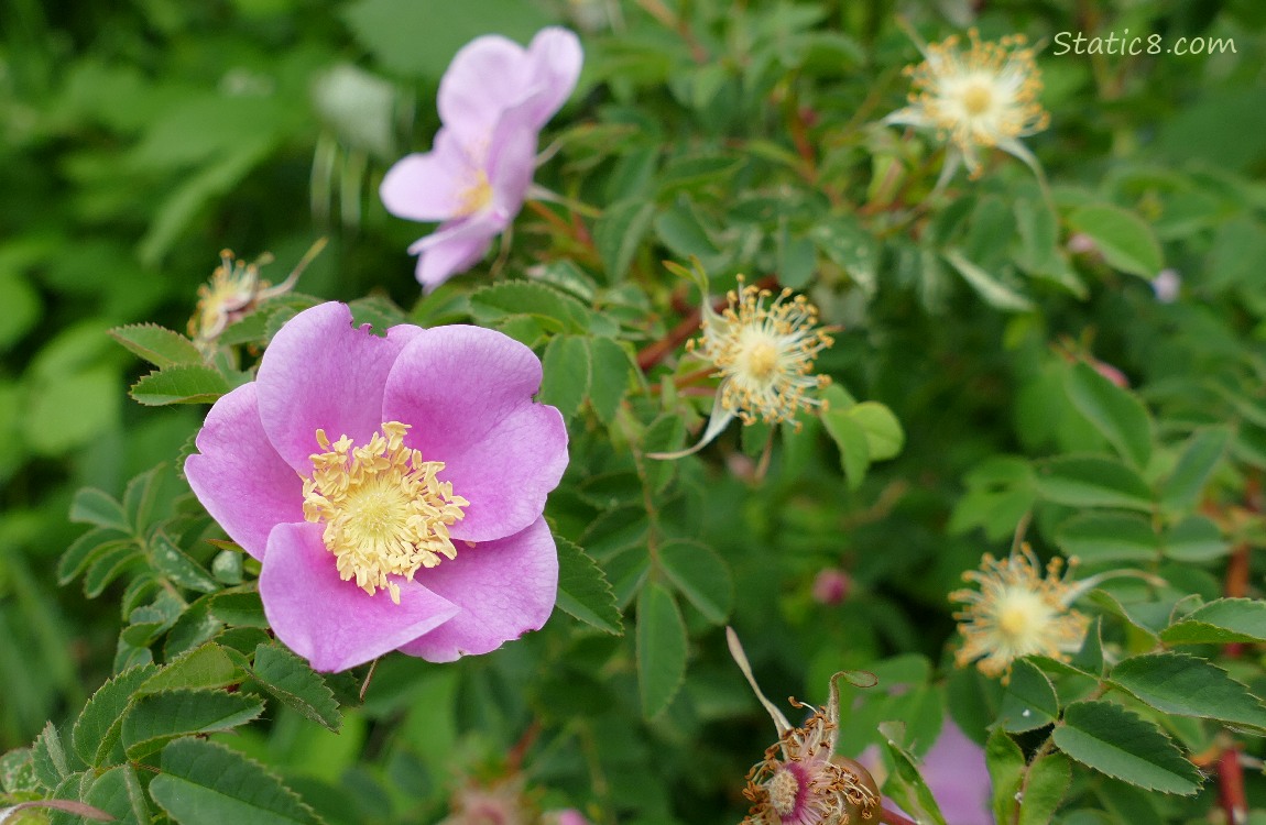 Pink Nootka Rose blooms