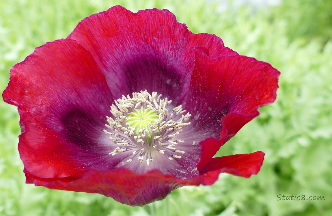 Red violet Breadseed Poppy bloom