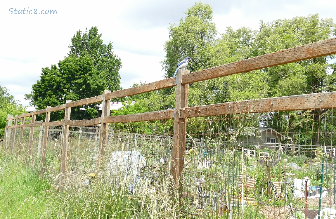 Wood fence with trees in the background