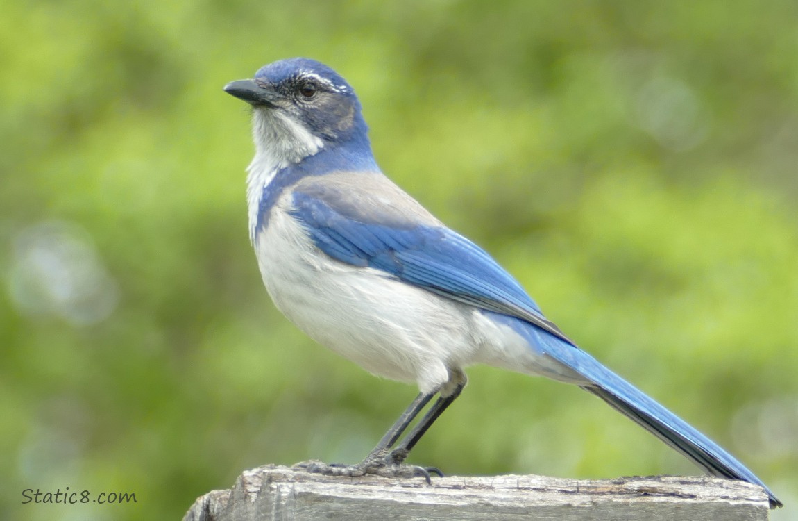 Scrub Jay standing on a wood fence