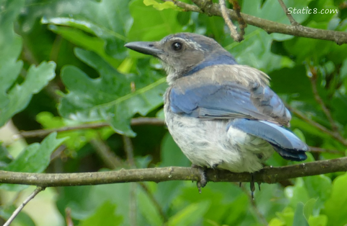 Scrub Jay standing on a twig in a tree