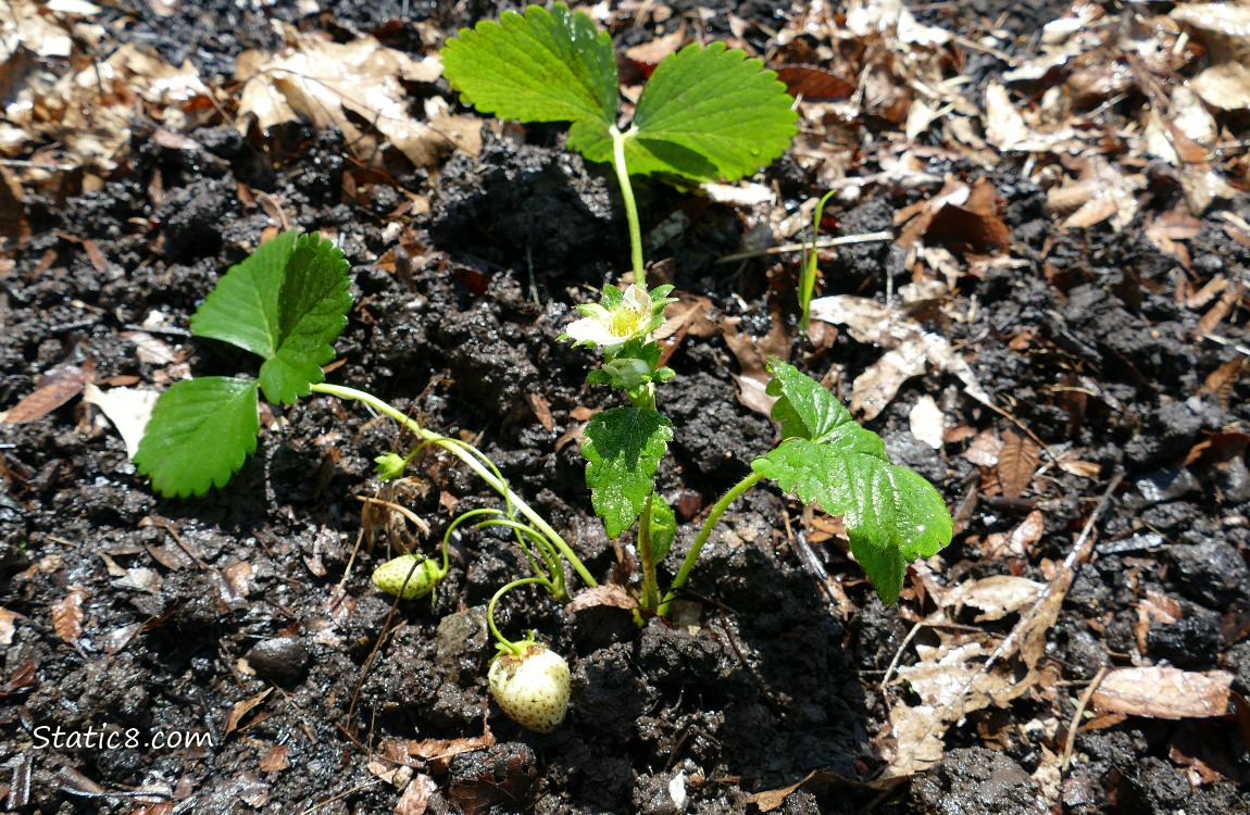 Strawberry plant in the ground
