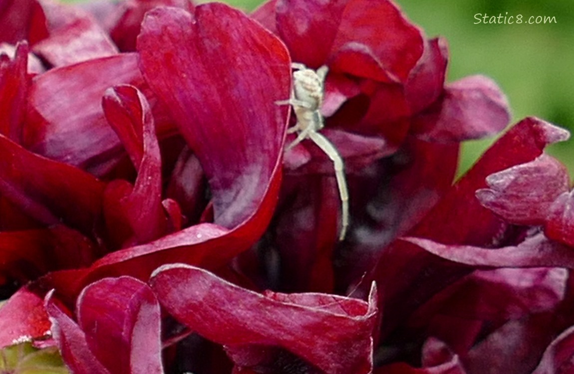 Crab Spider in a red bloom