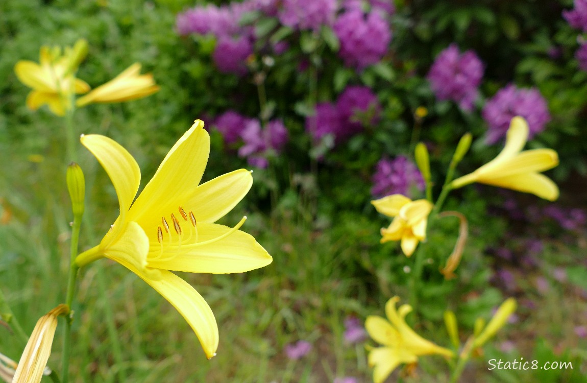 Yellow Day Lily blooms with purple Rhododendron blooms in the background