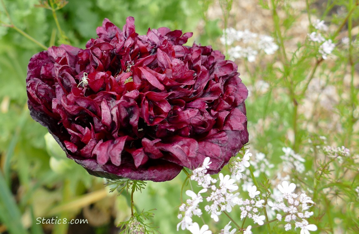 Red double petal Breadseed Poppy bloom